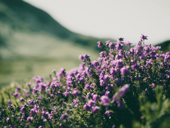 purple spring flowers in countryside