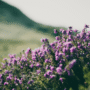 purple spring flowers in countryside