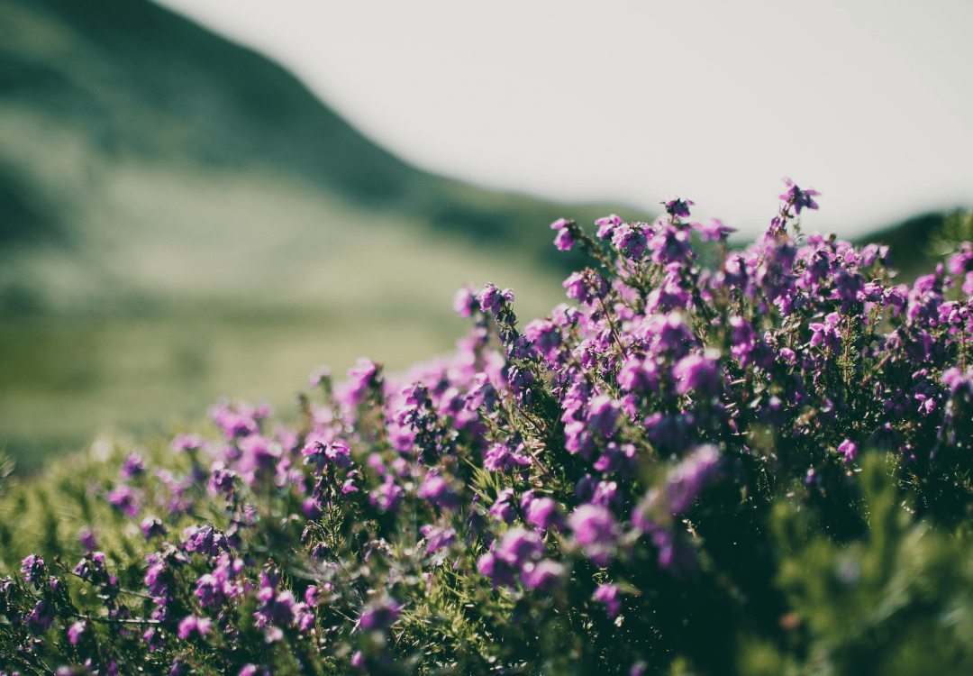 purple spring flowers in countryside